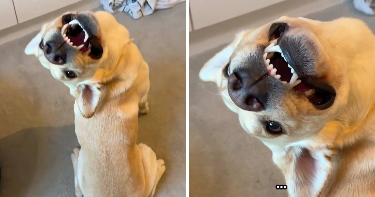 Žena snimila psa koji ju promatra na smiješan način. Izmamit će vam osmijeh na lice