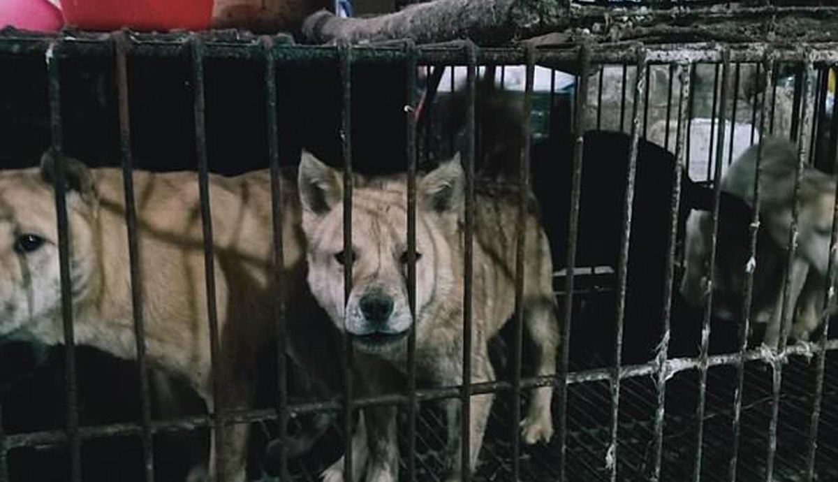 Neke kineske tržnice i dalje rade te prodaju meso šišmiša i drugih životinja