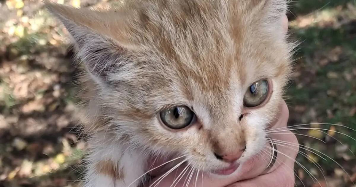 Djelatnik Dumovca popeo se na bor kako bi spasio mačića, priča ima sretan kraj 🥰