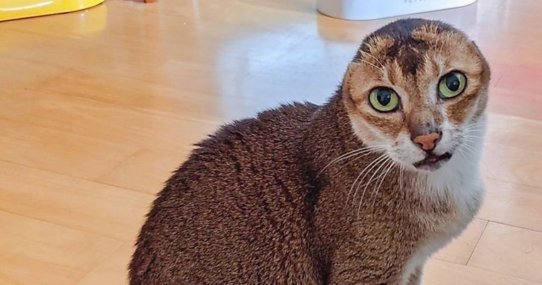 Mačak bez ušiju zvijezda je Instagrama, prati ga gotovo 18 tisuća ljudi