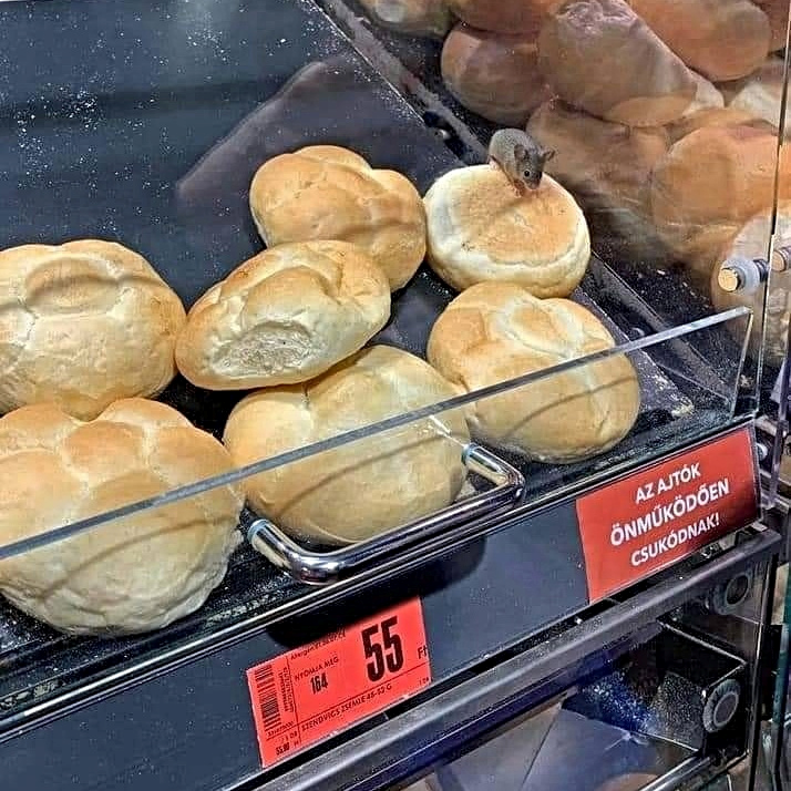 Pogledajte tko se sakrio među peciva u trgovini u Mađarskoj