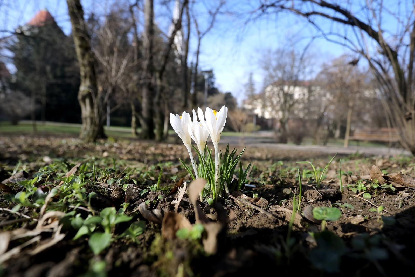 Državni inspektorat upozorio na branje visibaba i ljubica: Smijete ubrati 5 stručaka