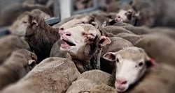 Rumunjska ovce prevozi po ljetnim vrućinama i prkosi EU