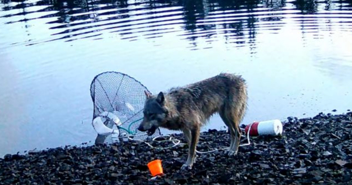 VIDEO Vučica snimljena kako koristi alat za lov na rakove. Znanstvenici zapanjeni