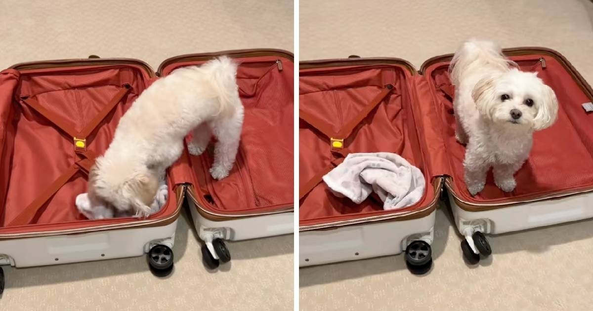 Maleni pas se pokušao "spakirati" u kofer kako bi išao na put s vlasnicom