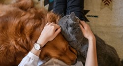 Simptomi probavnih smetnji kod mačaka i pasa: vodič za vlasnike kućnih ljubimaca