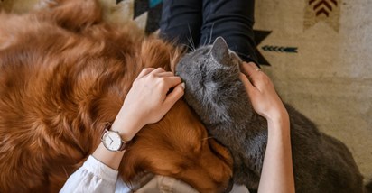 Simptomi probavnih smetnji kod mačaka i pasa: vodič za vlasnike kućnih ljubimaca