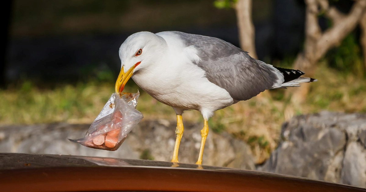 Stanovnici splitskog kvarta opet se bore s galebovima: "Već se pare po krovovima"