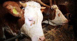Sve je manje muznih krava na hrvatskim farmama