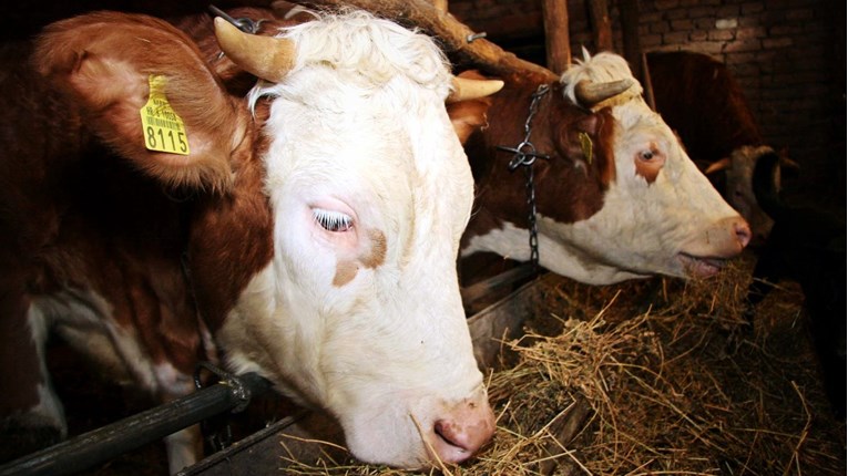 Sve je manje muznih krava na hrvatskim farmama