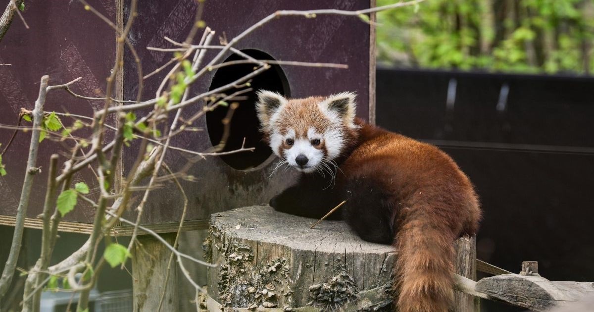 Pomoćnici Djeda Božićnjaka donose darove stanovnicima zagrebačkog Zoološkog vrta