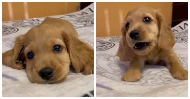 "Jako sam sladak kad sam ljut": Ovo je štene oduševilo društvene mreže