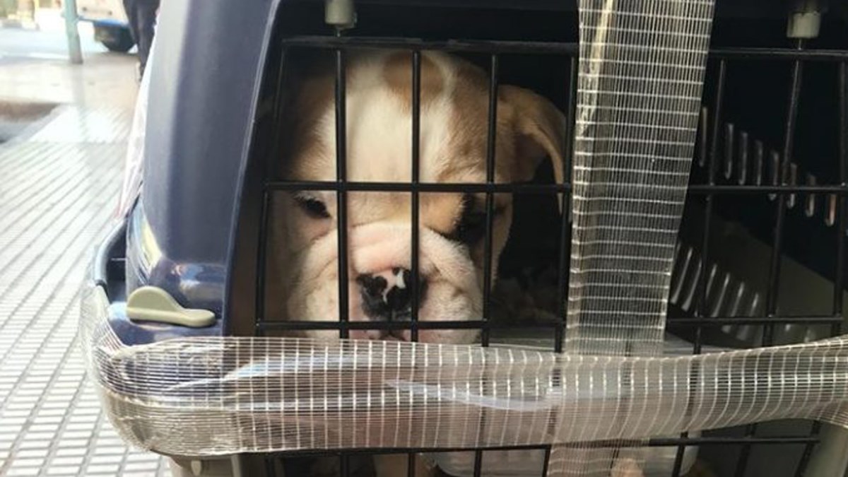 Pronašli su štene buldoga 1000 kilometara dalje od mjesta gdje je trebalo biti