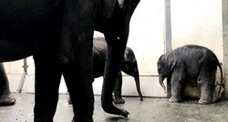Četvrti slonić rođen u zoološkom vrtu u Leipzigu, gdje žive i 4 lavića