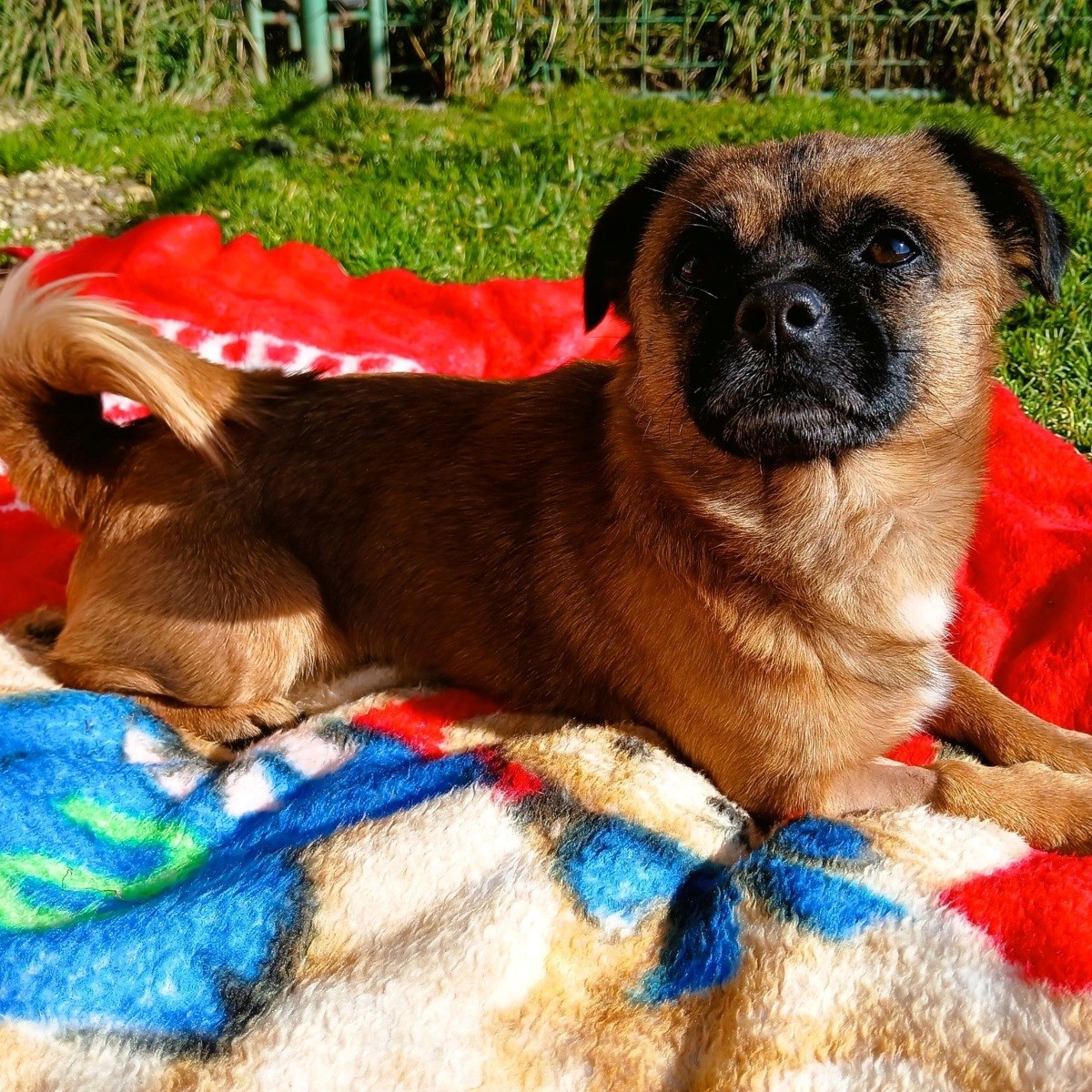 Gizmo traži dom pun ljubavi, pomozimo mu da ga pronađe