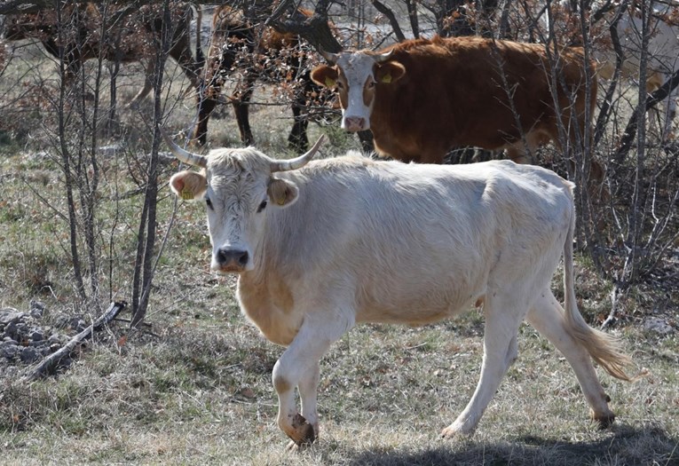 Bolest kvrgave kože pojavila se kod goveda u Italiji
