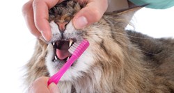 Higijena usne šupljine kod mačaka jednako je važna kao i kod ljudi
