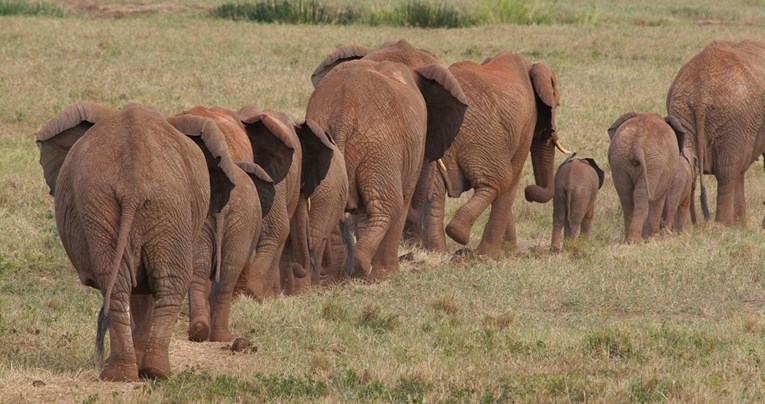 Krdo slonova koje mjesecima luta Kinom napravilo štetu od 15 milijuna dolara