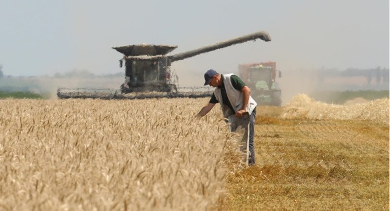 Očekuje se velik pad prinosa pšenice i ječma u Hrvatskoj
