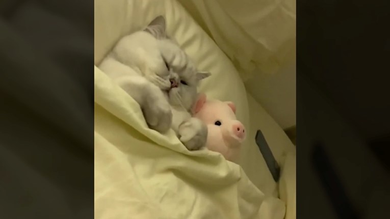 Maca se ušuškala u krevet sa svojom omiljenom igračkom svinjicom