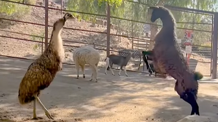 Neobično prijateljstvo emua i ljame raznježilo ekipu na društvenim mrežama