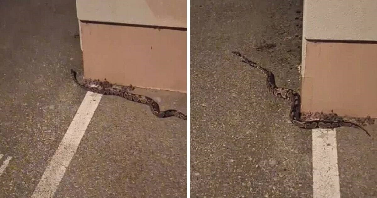 VIDEO Kraljevski piton lutao po Zagrebu