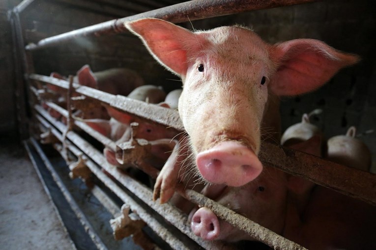 Ministarstvo poljoprivrede: Učinkovitim mjerama spriječena afrička svinjska kuga