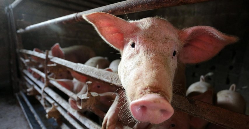 Ministarstvo poljoprivrede: Učinkovitim mjerama spriječena afrička svinjska kuga