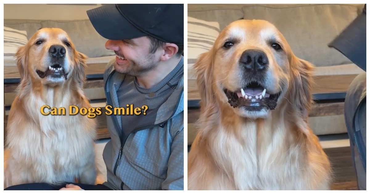 Vlasnik naučio zlatnu retrivericu da se nasmiješi kada dobije naredbu, video je hit