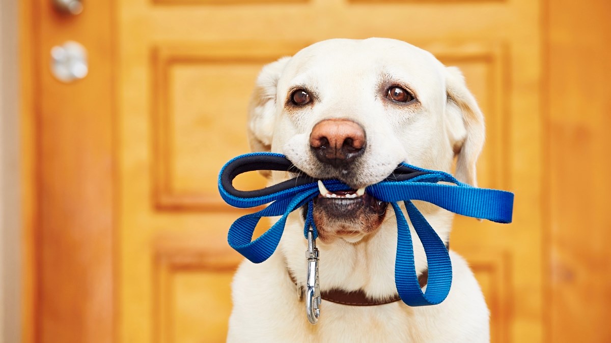 Kada vam je najteže, otiđite sa svojim ljubimcem u šetnju