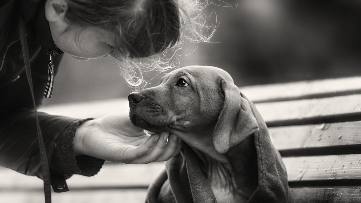 Pakrac za udomljenog psa daje naknadu od tisuću kuna