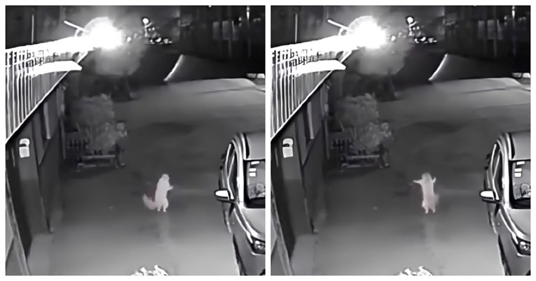 12 milijuna pregleda: Širi se čudan video mačke koja pleše i totalni je hit