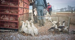 Francuska pokušava suzbiti ptičju gripu kod pataka