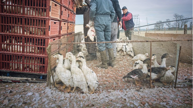 Ministarstvo poljoprivrede objavilo upute o čuvanju peradi za vrijeme ptičje gripe