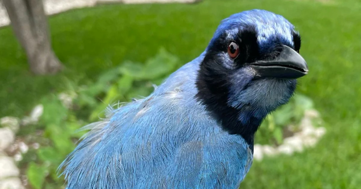 Plava i zelena šojka su se parile. Njihov potomak je znanstveno čudo