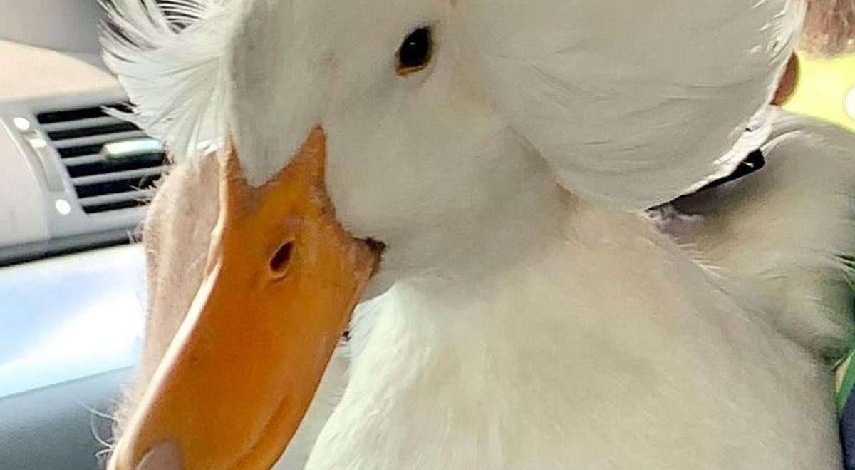 Patka postala hit na internetu zbog svoje neobične i lude "frizure"