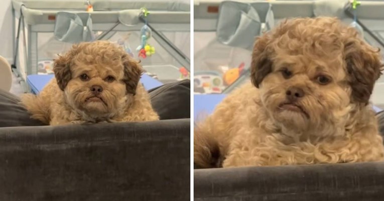 Pas s ljudskim licem postao je viralna senzacija: "Izgleda kao moj kolega"