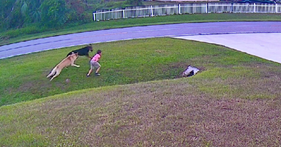 Ovčar spasio šestogodišnje dijete od psa koji ga je htio napasti