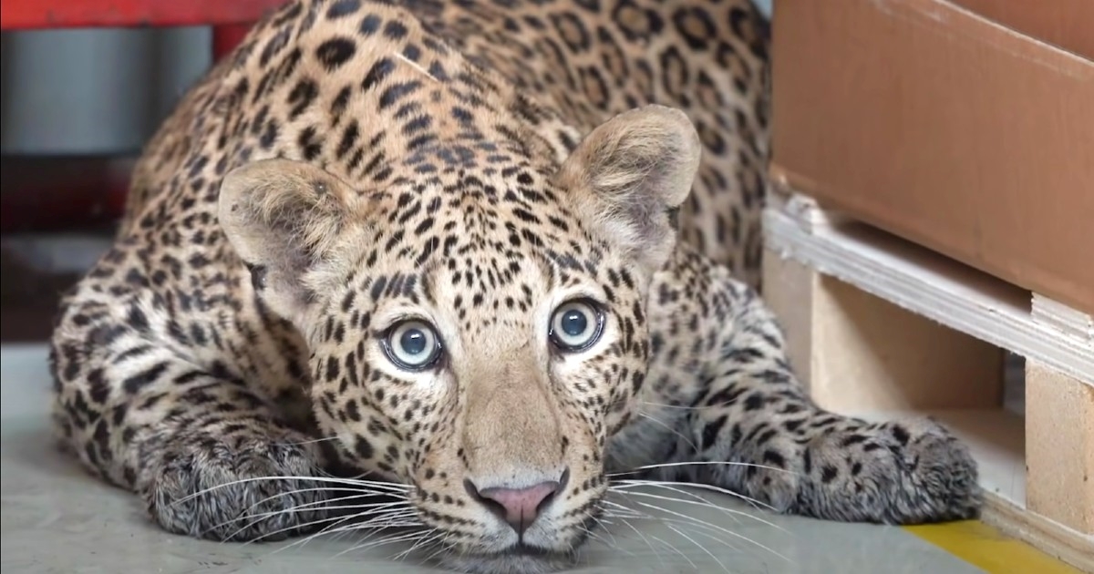 VIDEO Leopard zaustavio proizvodnju u Mercedesovoj tvornici