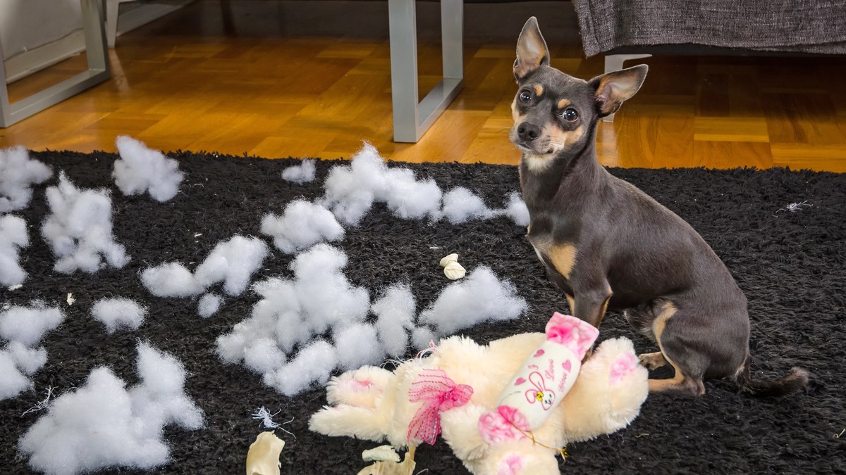 Pedeset posto pasa koji dođu na čuvanje ima problema. Ovi ljudi vjeruju u njih