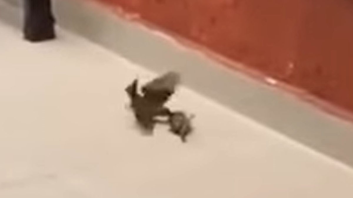 Ptičica nije htjela odustati od svog nauma da oživi svog prijatelja