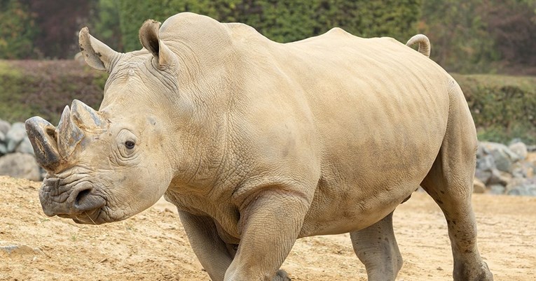 Tijekom operacije uginuo omiljeni nosorog Otto, imao je 27 godina