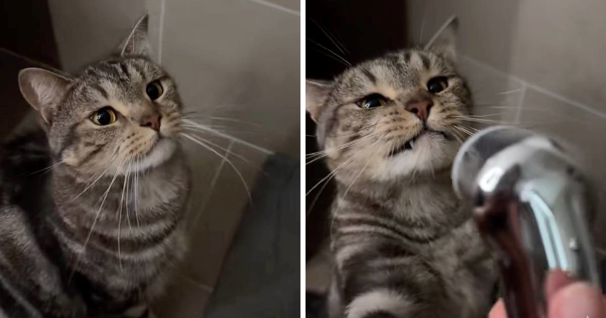 Vlasnica pokazala kako njezin mačak pije vodu, video nasmijao milijune