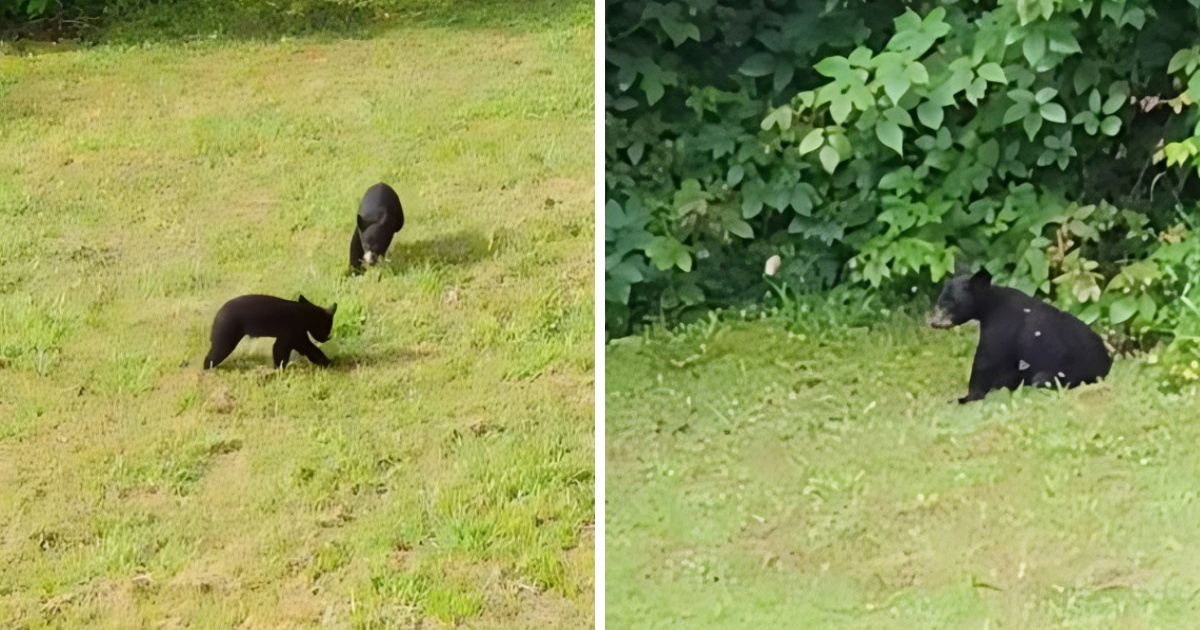 22,6 milijuna pregleda: Tri zaigrana medvjedića postala su internetski hit