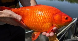 Vlasti upozorile vlasnike zlatnih ribica: Ne puštajte ih u divljinu, postanu ogromne