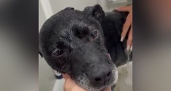 Ovaj pas nije imao lak život, ali se nada toplom domu. Možete li ga udomiti?