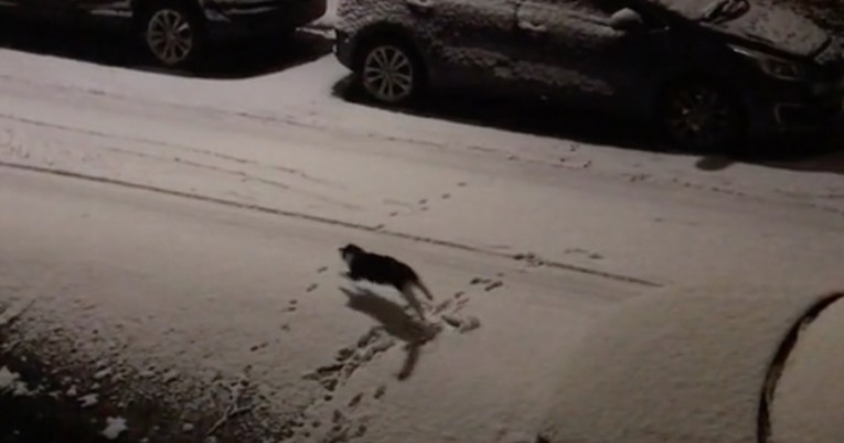 Maca se usred noći iskrala iz kuće kako bi se igrala u snijegu