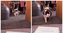 Plus-size mačak veliki je hit na društvenim mrežama: "Najsmješniji je kad trči"