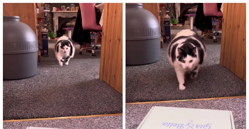 Plus-size mačak veliki je hit na društvenim mrežama: "Najsmješniji je kad trči"