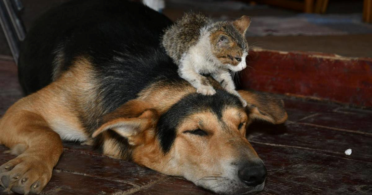 EU uvodi nova pravila za zaštitu mačaka i pasa